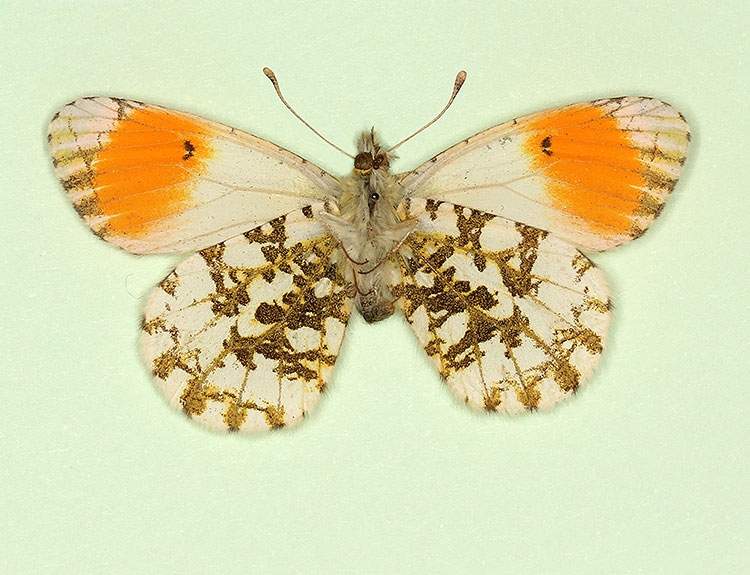 Anthocharis cardamines male (aberrant form nov, verso 3) (Internet Image property of respective owner, non-commercial use only)